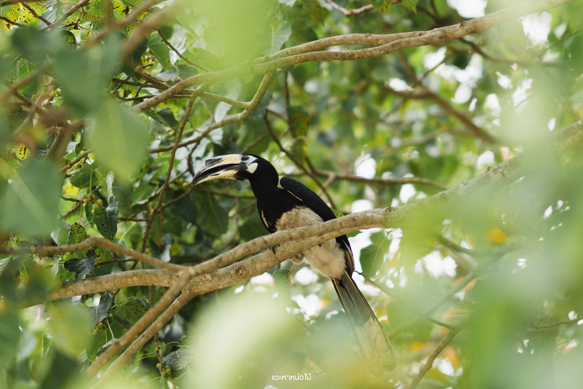 hornbill